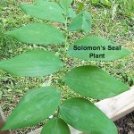 Solomon's Seal Root - Polygonatum biflorum