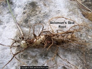 Solomon’s Seal Root – Polygonatum biflorum