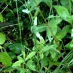Star Grass - Aletris farinosa