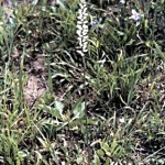 Star Grass - Aletris farinosa