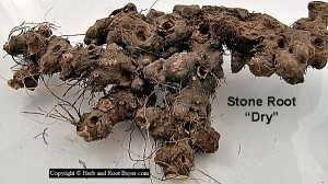Stone Root - collinsonia canadensis