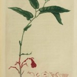 Virginia Snake Root - Aristolochia serpentaria