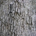 White Oak Bark - Quercus alba