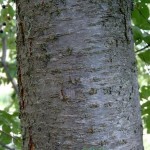 Wild Cherry Bark - Prunus serotina