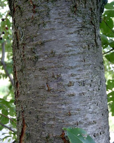 Wild Cherry Bark Prunus Serotina Root Buyer