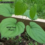 Wild Yam - Dioscorea villosa