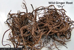 Wild Ginger Root - Asarum canadense