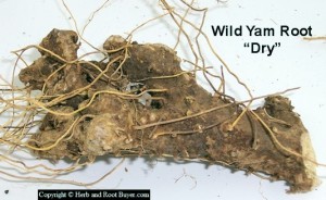Wild Yam - Dioscorea villosa