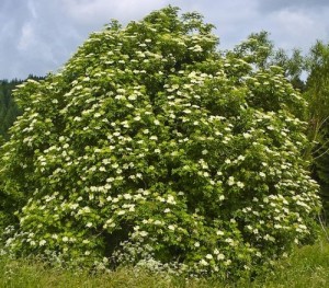 elderberry bush