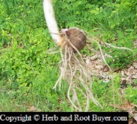 Indian Turnip – Arisaema triphyllum | Root Buyer